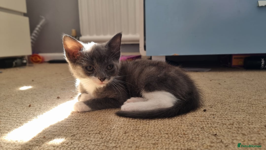 Mixed Breed cats for sale: 4 playful kittens - Image 10