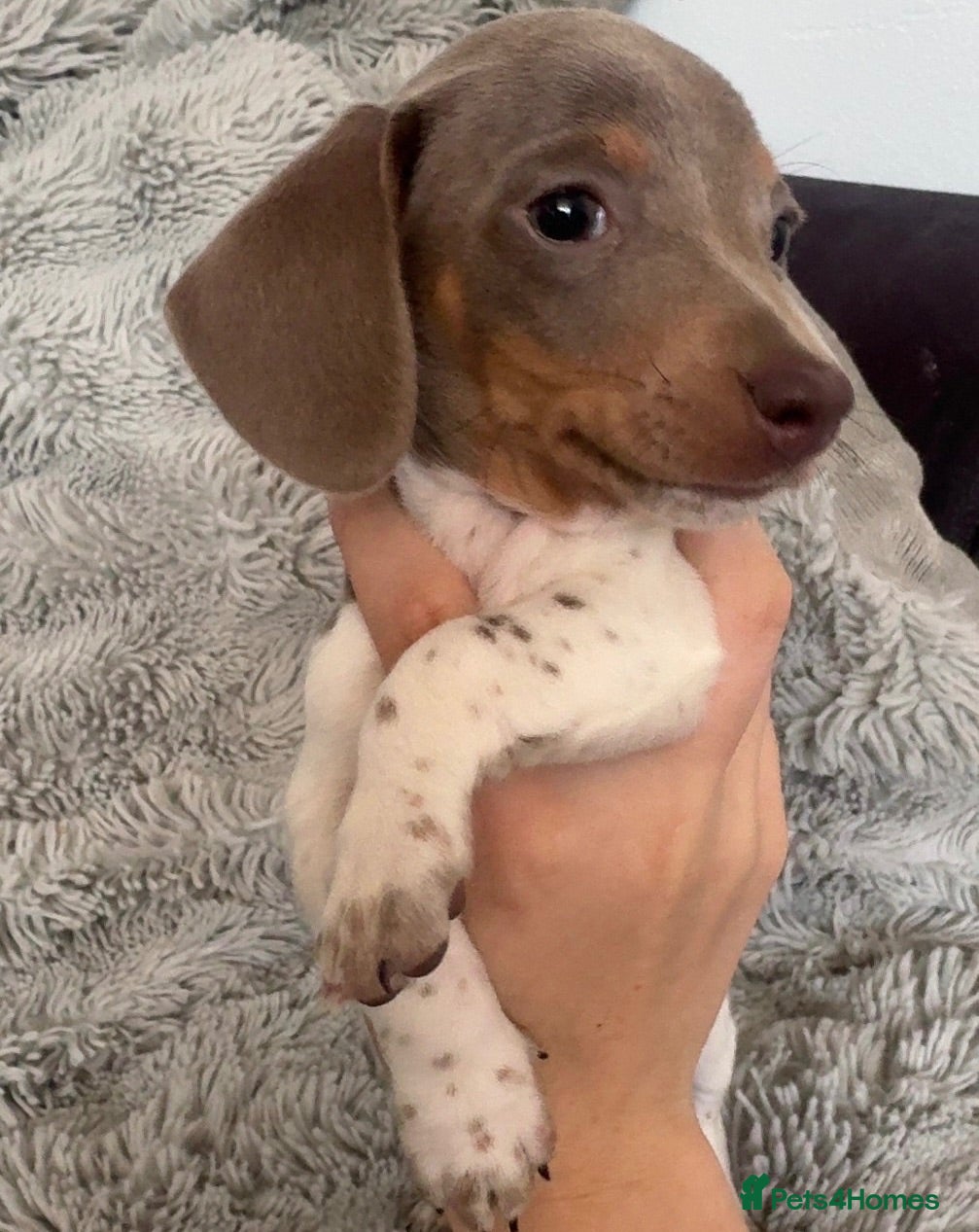 Miniature Dachshund dogs Beautiful miniature dachshund little girl - Advert 8
