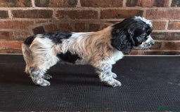 Cockapoo dogs for sale: Beautiful Cockapoo Puppies For Sale - Image 12