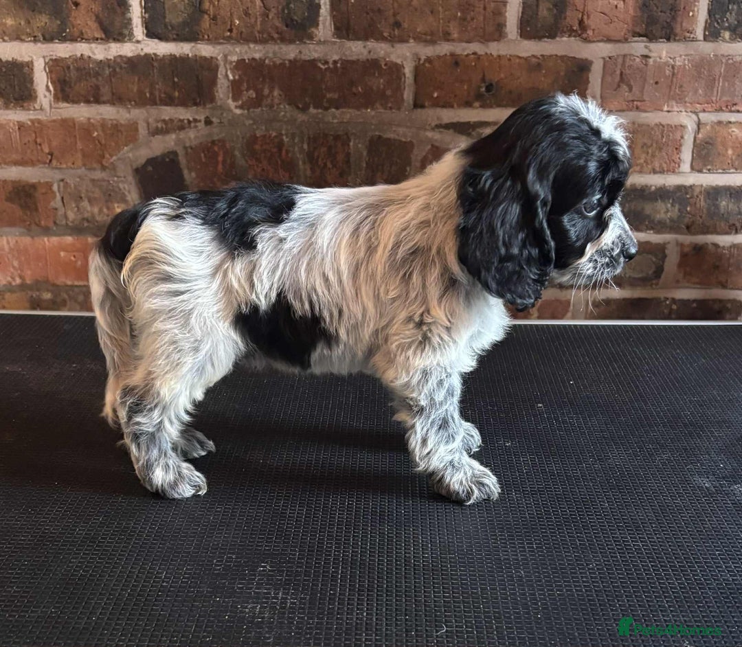 Cockapoo dogs for sale: Beautiful Cockapoo Puppies For Sale - Image 12