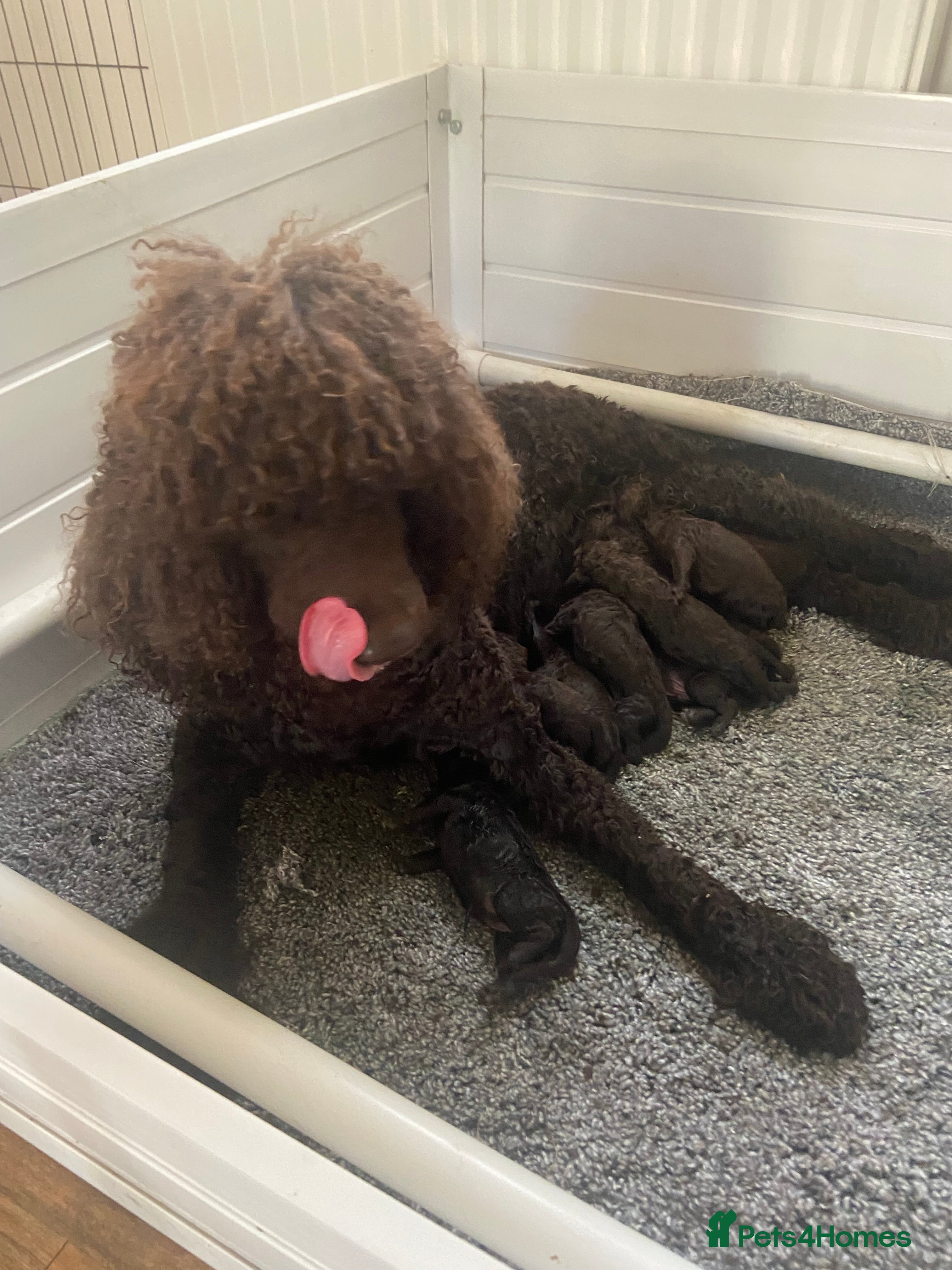 Irish Water Spaniel dogs Irish Water Spaniels  - Advert 2