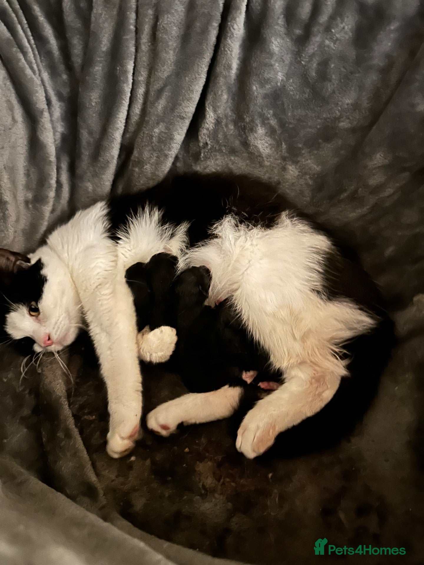British Shorthair cats Fluffy black and white kittens  - Advert 18