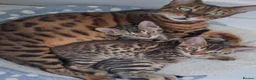 Bengal cats for sale: Bengal kittens - Advert 11