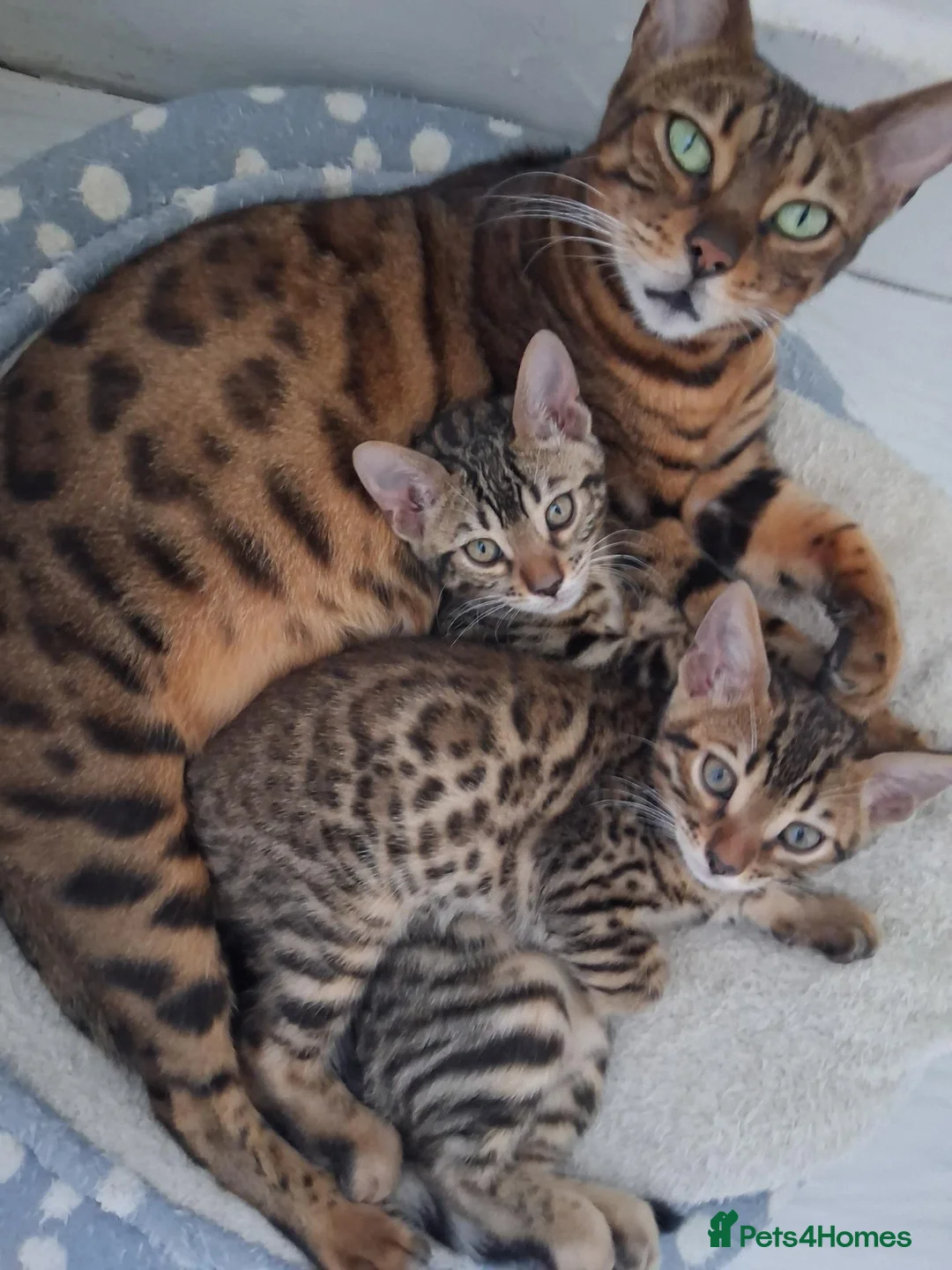 Bengal cats for sale: Bengal kittens - Advert 11