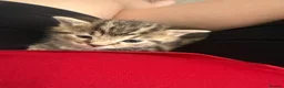 Mixed Breed cats for sale: Kittens for sale - Advert 2