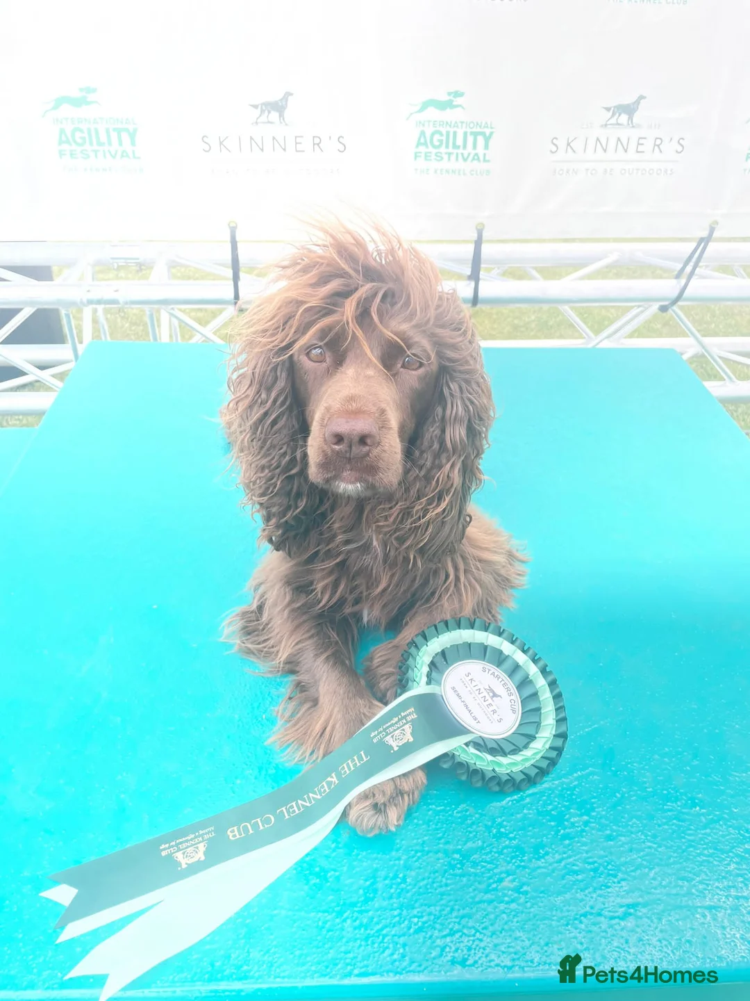 Cocker Spaniel dogs for stud: KC HEALTH TESTED PROVEN COCKER AT STUD in Shaftesbury - Advert 6