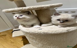 Ragdoll cats for sale: Ragdoll pure breed  - Image 7
