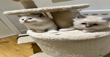 Ragdoll cats - Advert 3