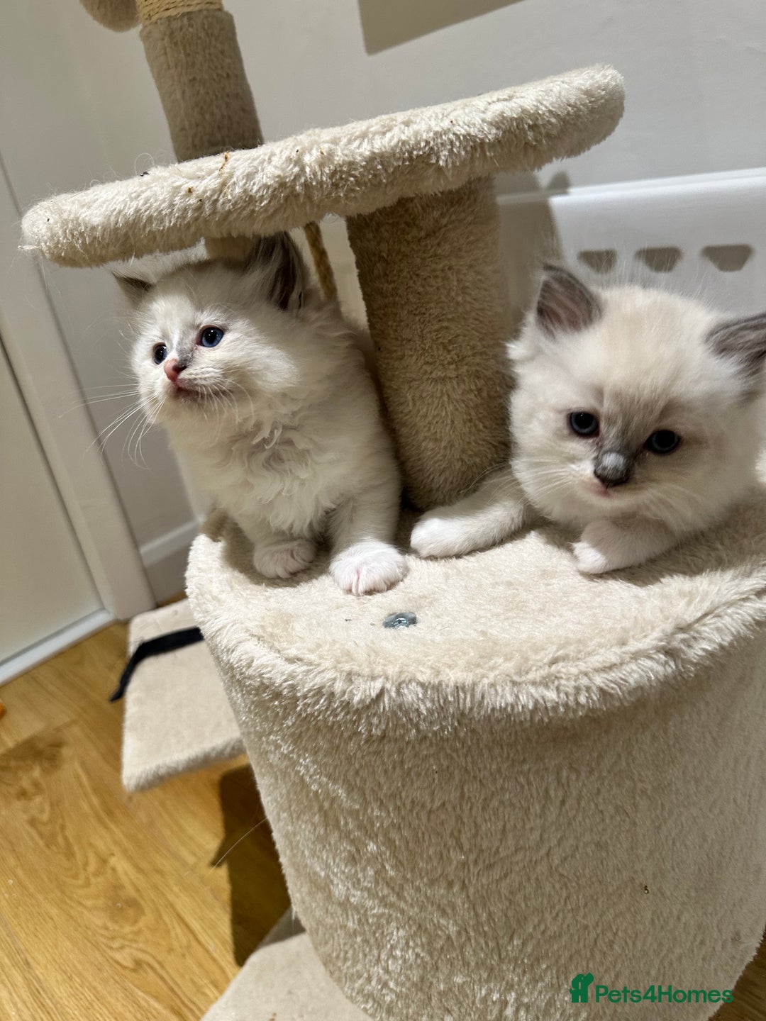 Ragdoll cats for sale: Ragdoll pure breed  - Image 7