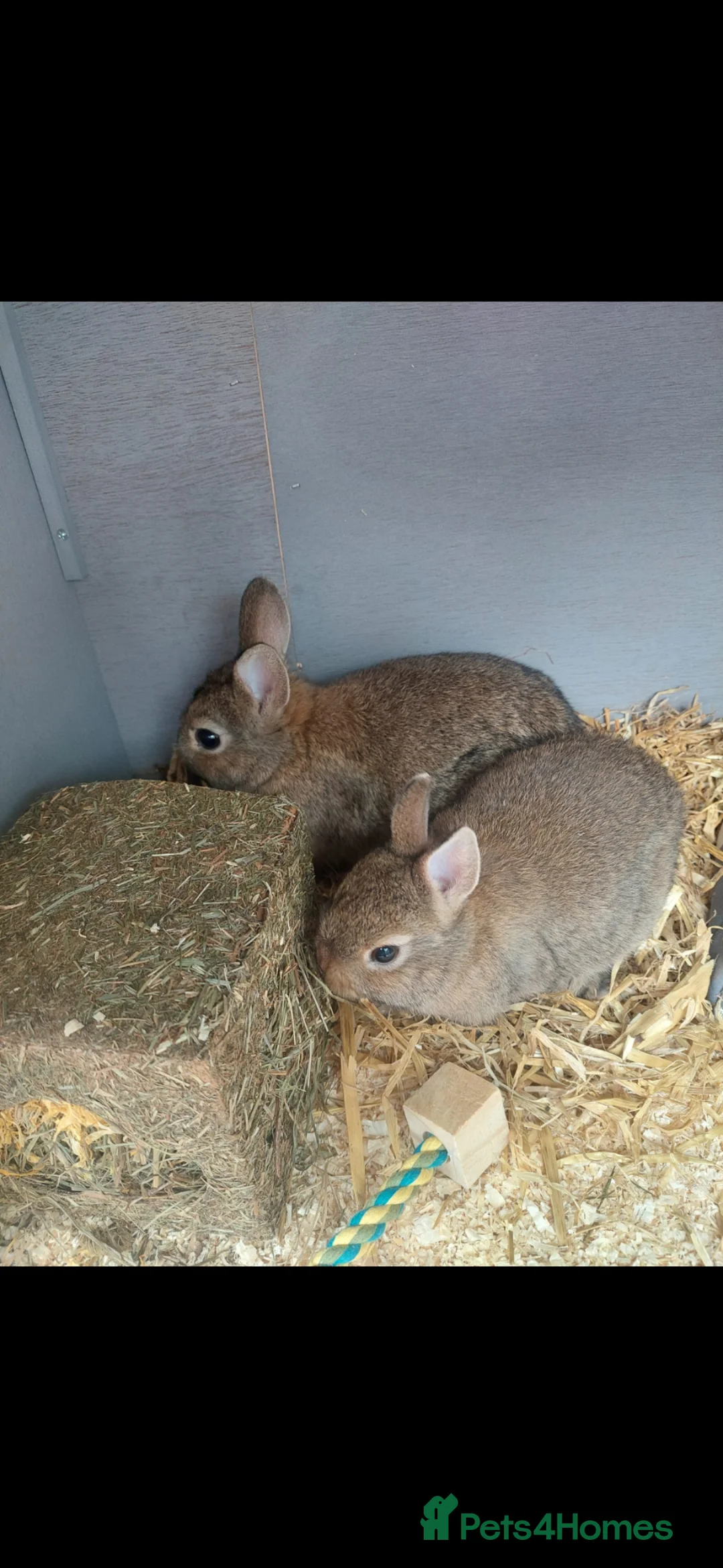 Netherland Dwarf rabbits for sale: Netherlands Dwarf Rabbits - Advert 2