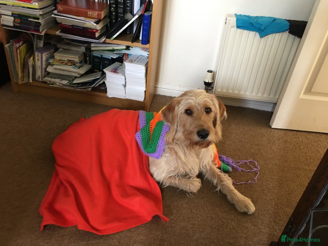 Labradoodle dogs for stud: Clyde-F1 Labradoodle  - Image 5