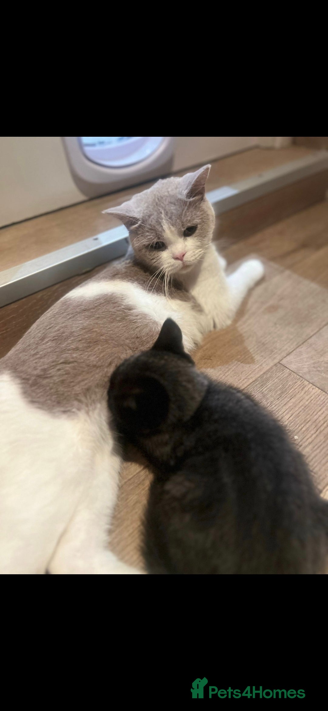 British Shorthair cats for sale: BSH cross  - Advert 1