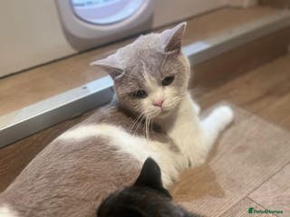 British Shorthair cats BSH cross - Advert 14