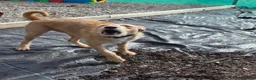 Mixed Breed dogs for sale: Fern 2 years old  in Dukinfield - Advert 10