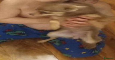 Chihuahua dogs - Advert 6