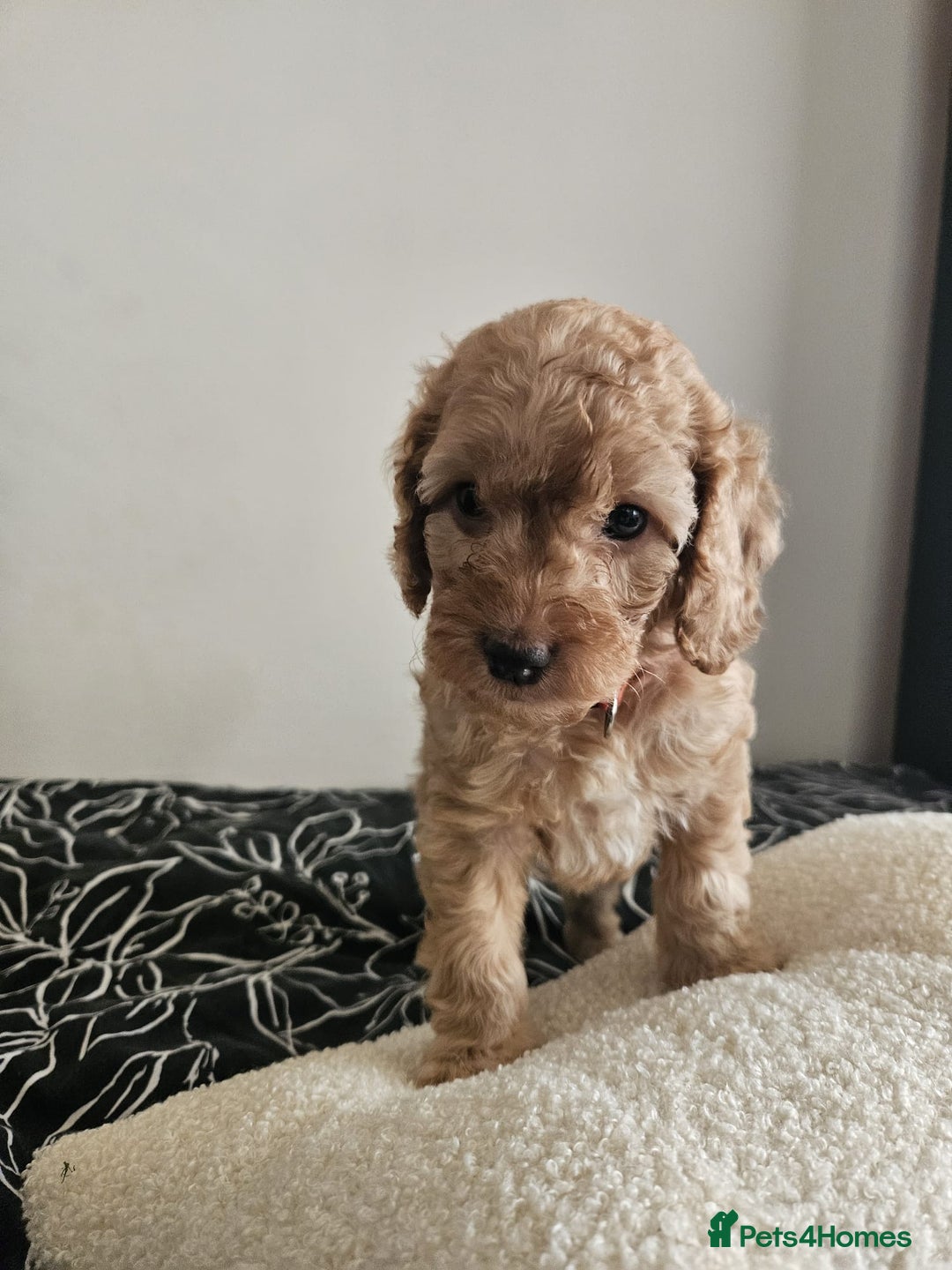 Cockapoo dogs for sale: Gorgeous cockapoo puppies, 2 boys and 2 girls - Advert 8