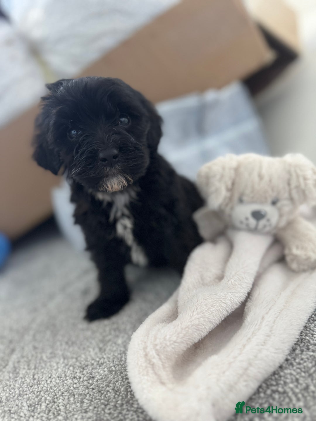 Sheepadoodle dogs for sale: Micro-mini Sheepadoodle reduced !!!!! - Image 14