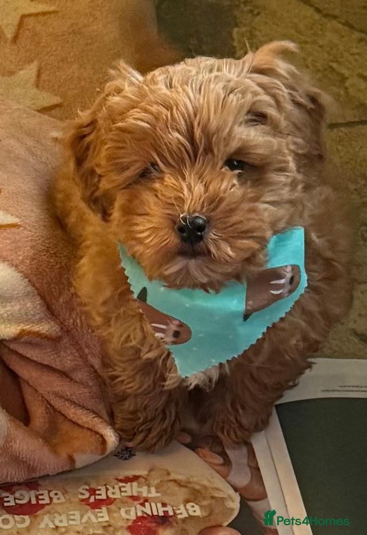 Cavapoo dogs Stunning Tiny Toy Cavapoos  - Advert 7