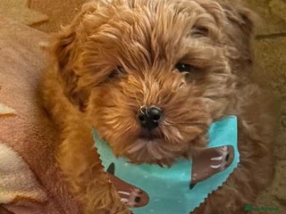 Cavapoo dogs Stunning Tiny Toy Cavapoos - Advert 11