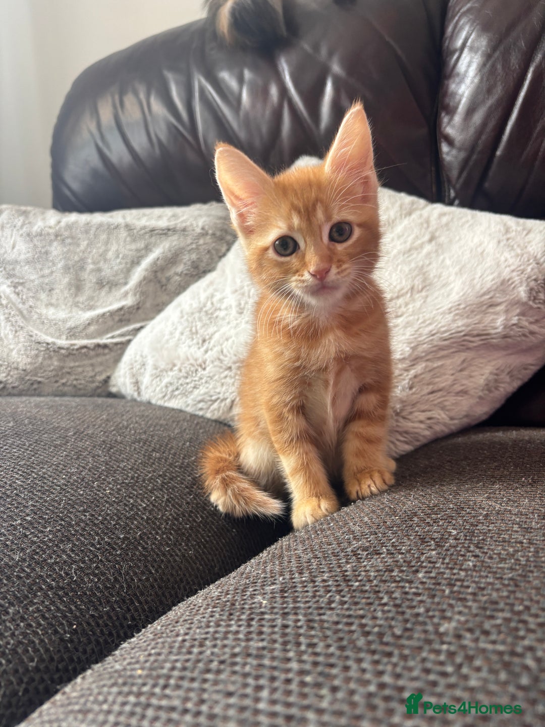 Maine Coon cats for sale: LAST MALE READY NOW - Image 3