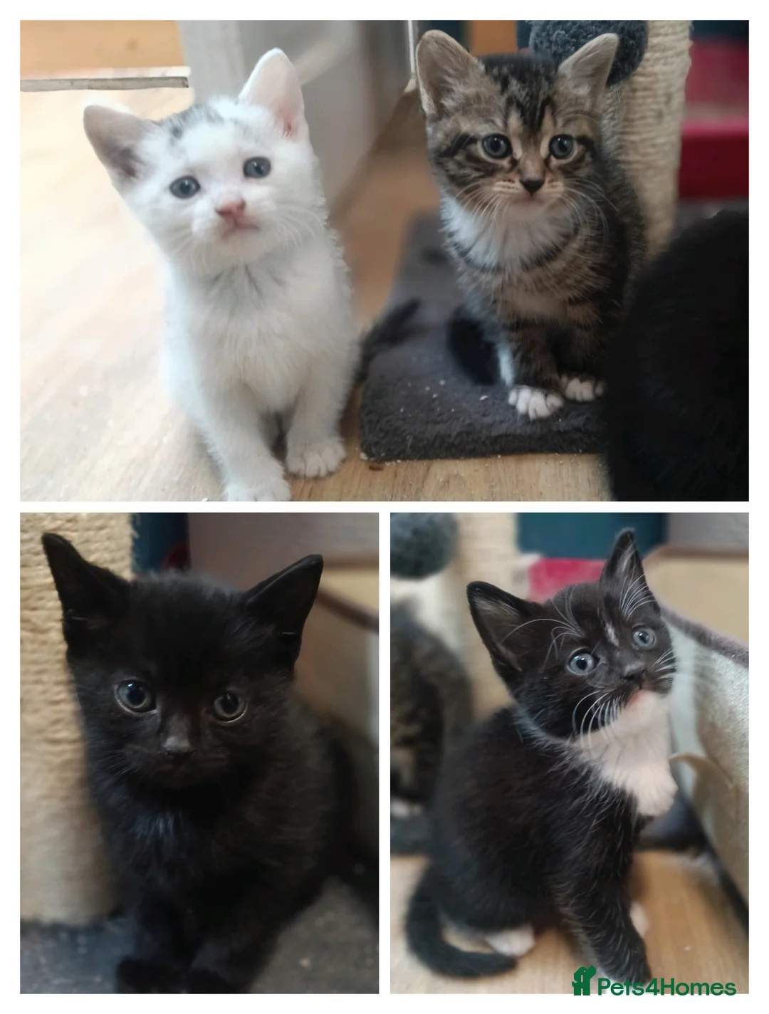 Mixed Breed cats for sale: Litter of four gorgeous kittens  in Norwich - Advert 12
