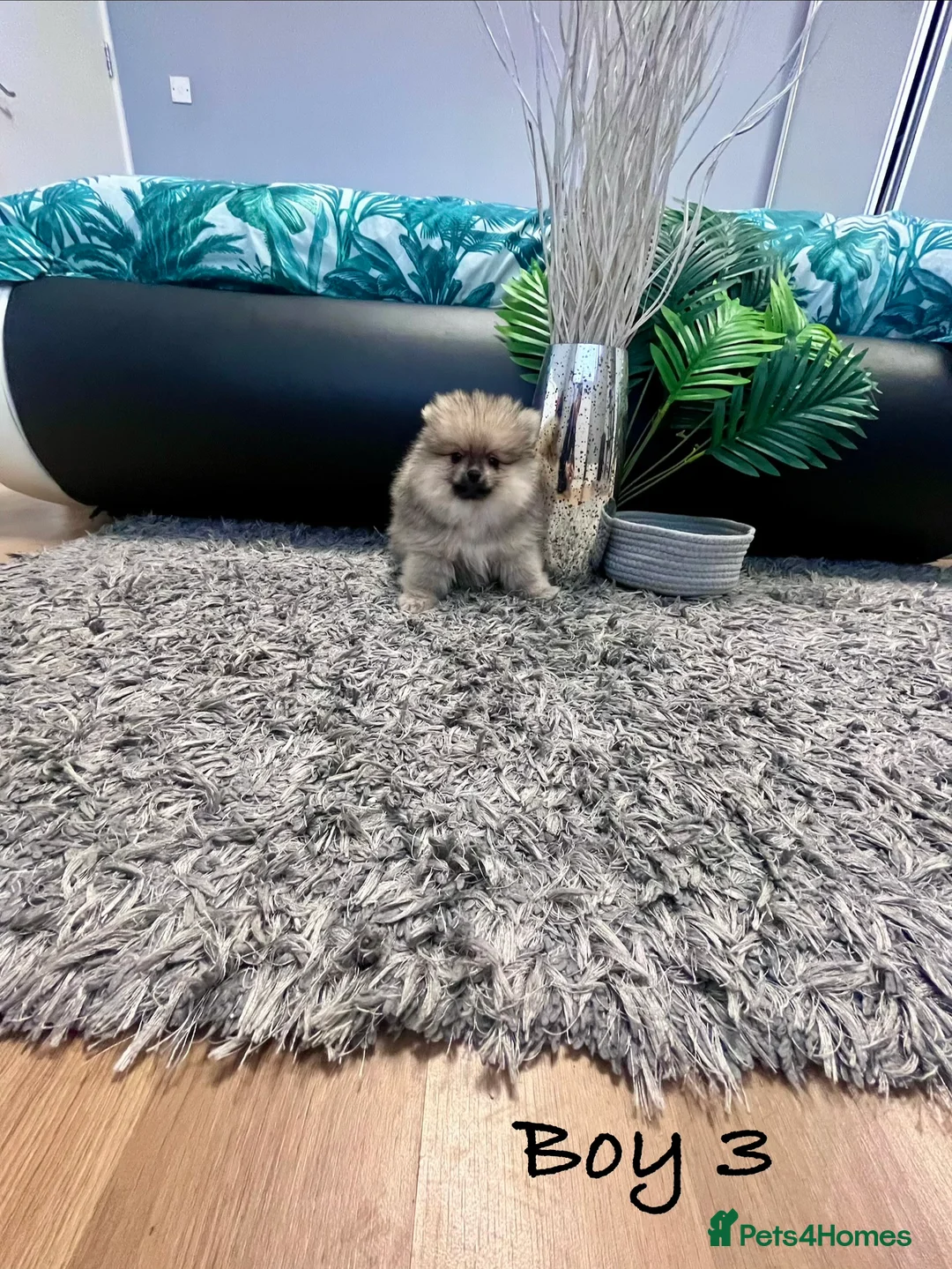 Pomeranian dogs for sale: Top Quality 🐻 Teddy Face  - Advert 12