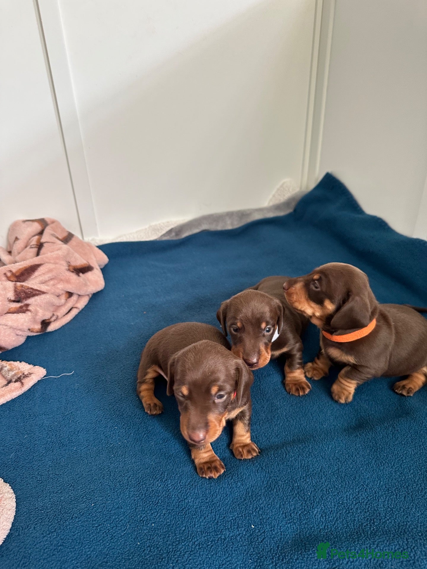 Miniature Dachshund dogs KC Registered Quality Mini Dachshunds - PRA Clear - Advert 1