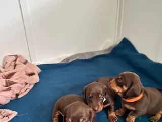 Miniature Dachshund dogs KC Registered Quality Mini Dachshunds - PRA Clear - Advert 1