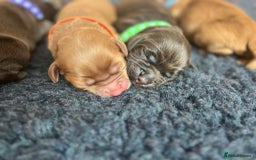 Cocker Spaniel dogs for sale: 🐶🐶🐶6 STUNNING WORKING COCKER SPANIELS🐶🐶🐶 - Image 13