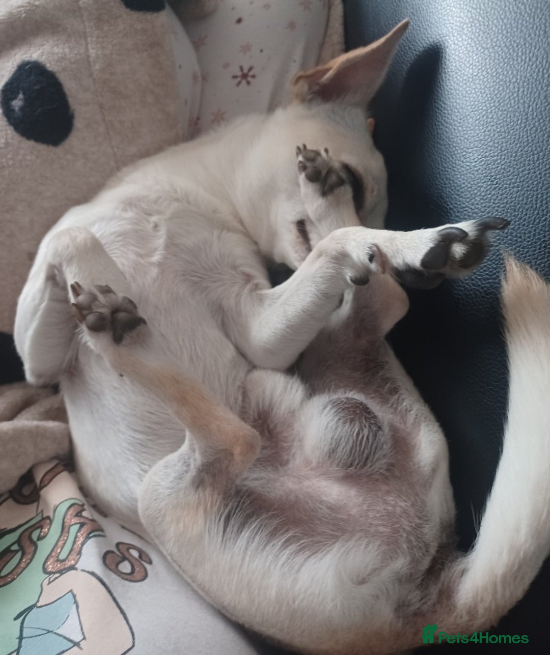 Chihuahua dogs for stud: Male chihuahua  - Advert 11