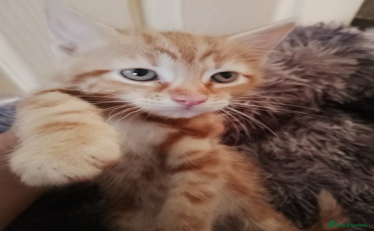Mixed Breed cats - Advert 8