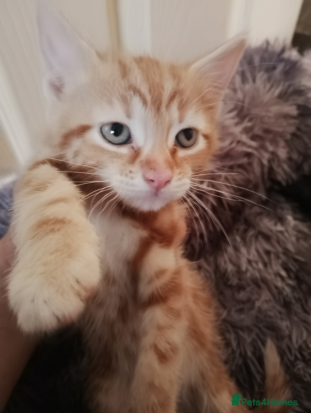 Mixed Breed cats for sale: So Cute and Beautiful Kittens  - Image 8