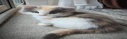 Mixed Breed cats for sale: 2 Beautiful Female Kittens 11 Weeks Old - Advert 2
