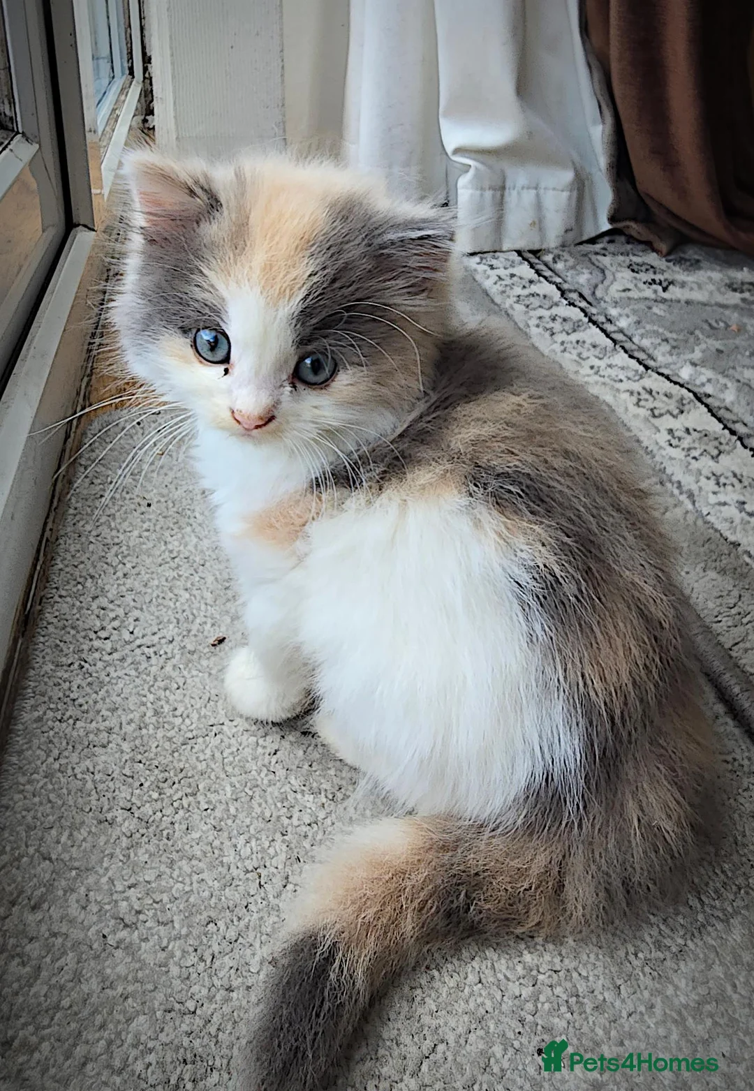 Mixed Breed cats for sale: 2 Beautiful Female Kittens 11 Weeks Old - Advert 2