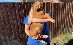 Mixed Breed dogs for sale: Cane corso X Alaskan malamute surprise litter  - Image 8