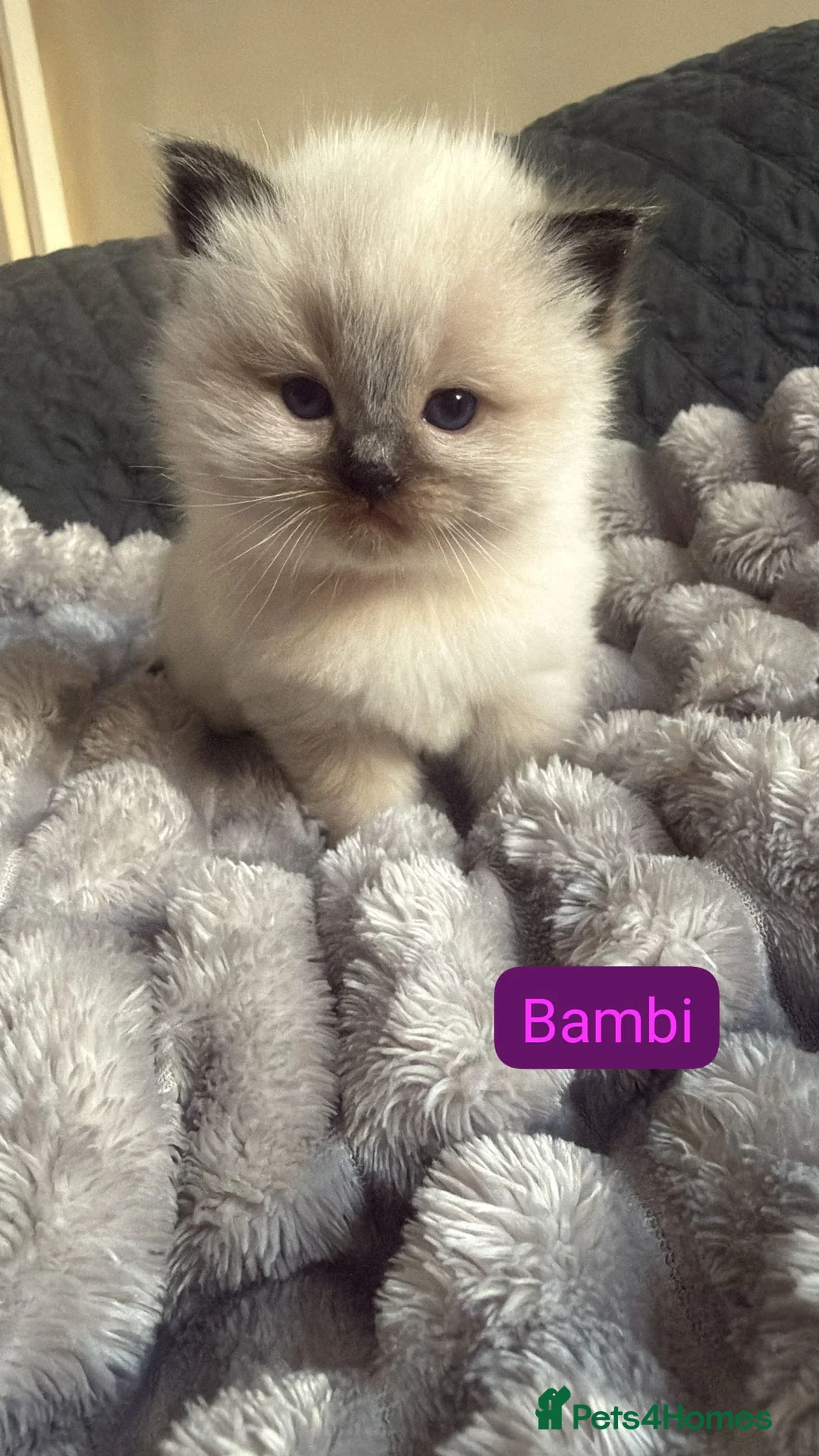 Ragdoll cats for sale: Stunning Purebred Ragdoll Kittens  - Advert 6
