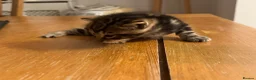 Mixed Breed cats for sale: 🐾 3 Beautiful Bengal Mix Kittens - Advert 10