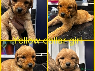 Labradoodle dogs Standard labradoodles multigenerational - Advert 4