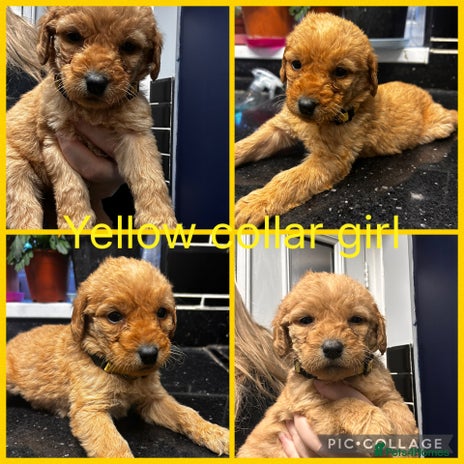 Labradoodle dogs Standard labradoodles multigenerational - Advert 4