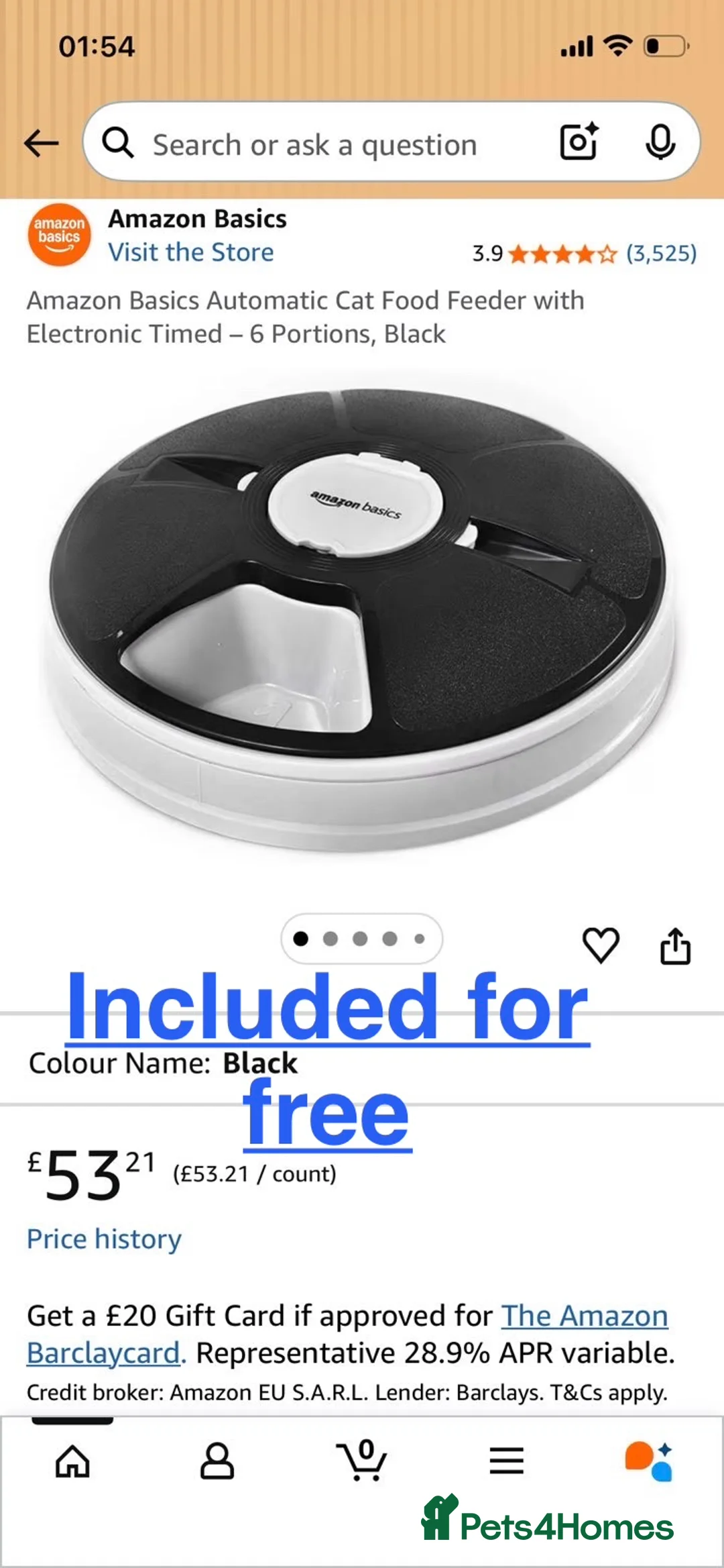 Ragdoll cats for sale: White Female Ragdoll for sale - Advert 19