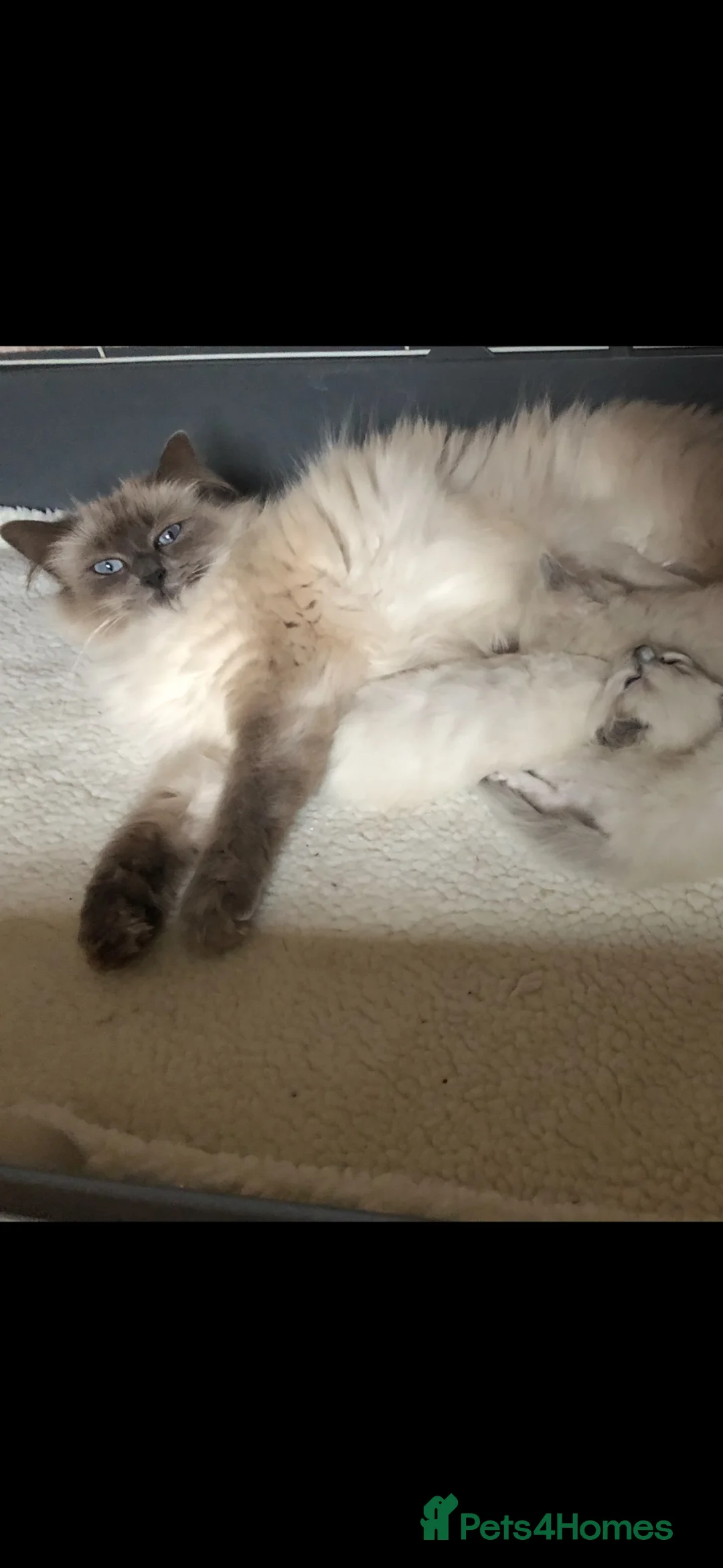 Ragdoll cats for sale: Ragdoll beauties - Advert 2