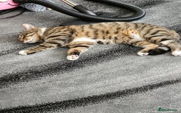 Ragcoon cats for sale: 2 Male kittens looking for forever homes  - Image 26