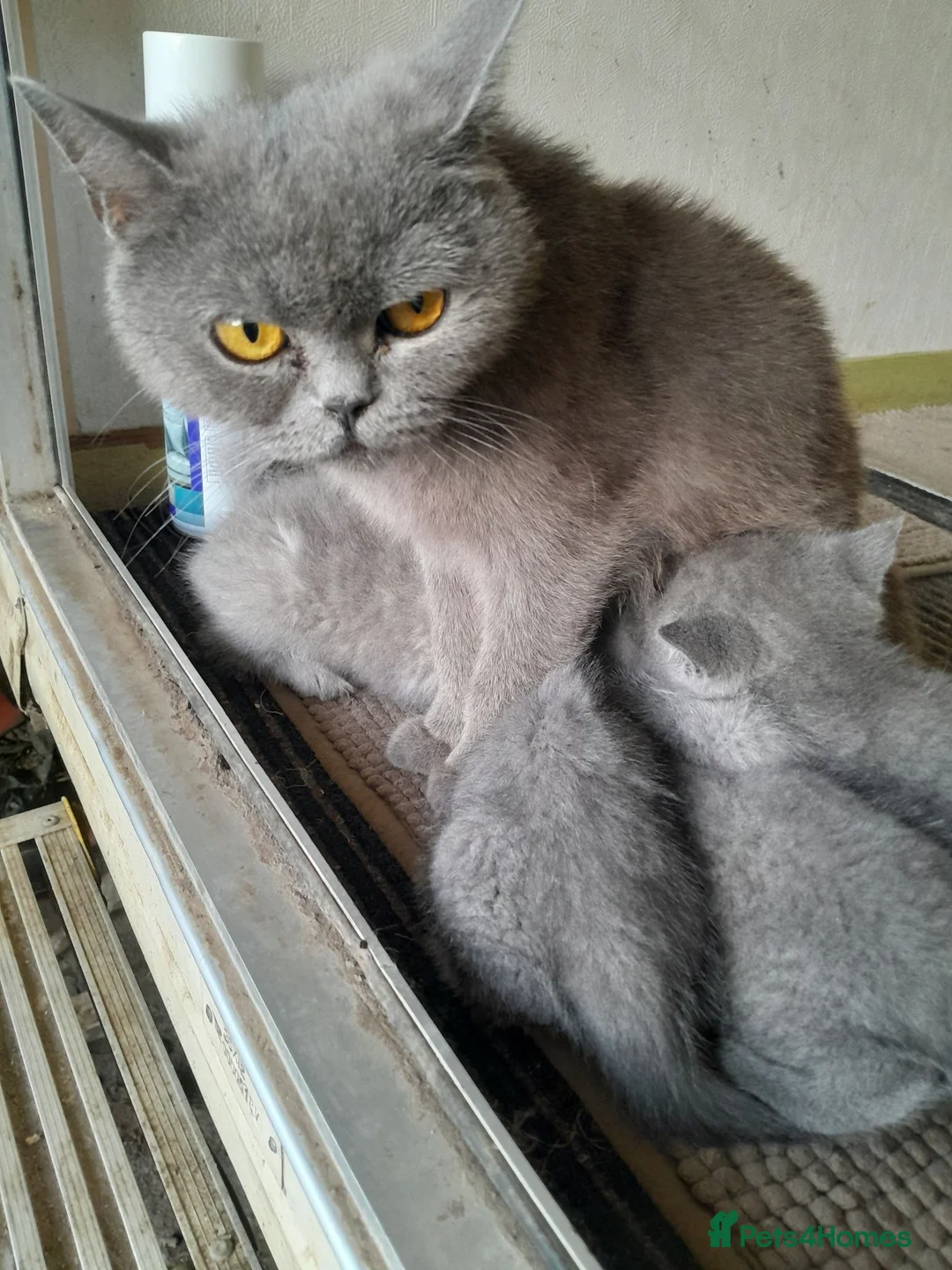 British Shorthair cats for sale: Stunning British Shorthair Kitty's - Advert 4