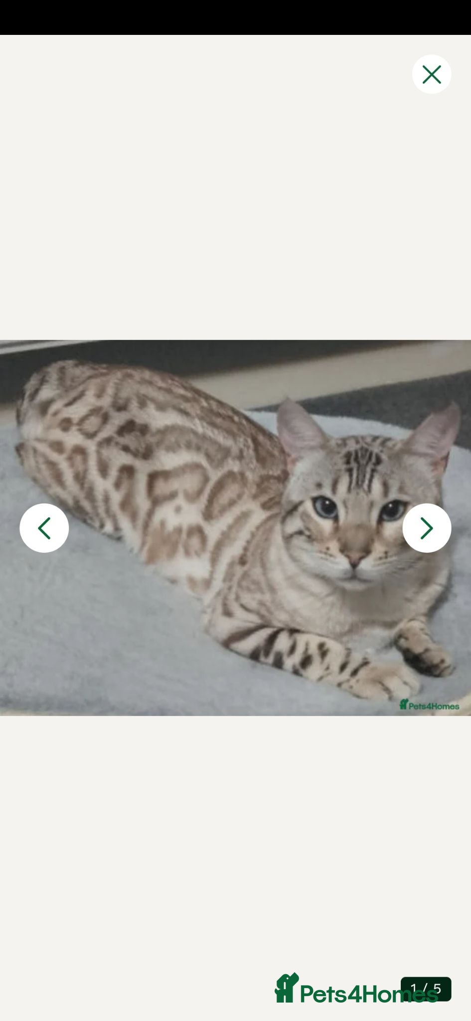 Bengal cats Beautiful un neutered bengal  - Advert 1