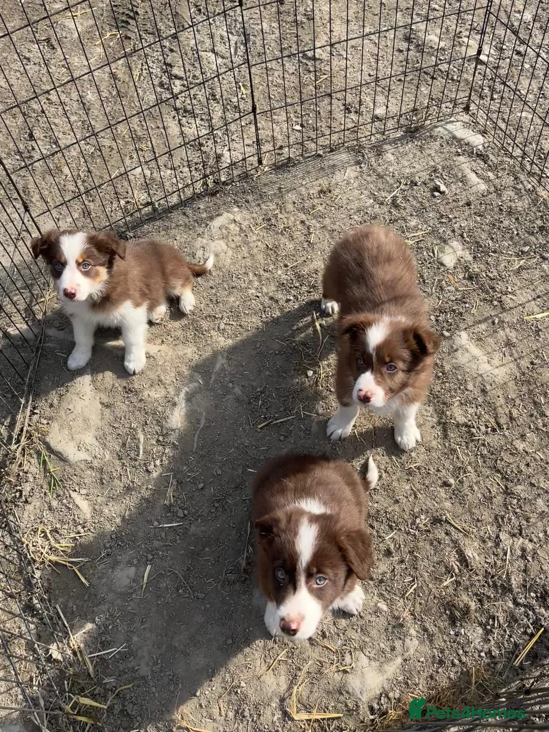 Border Collie dogs for sale: 3 Male Red Border collies - Advert 2
