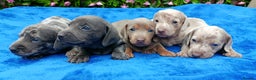 Miniature Dachshund dogs for sale: BLUE/ISABELLA KC REG PRA CLEAR MINI DAXI  - Advert 2
