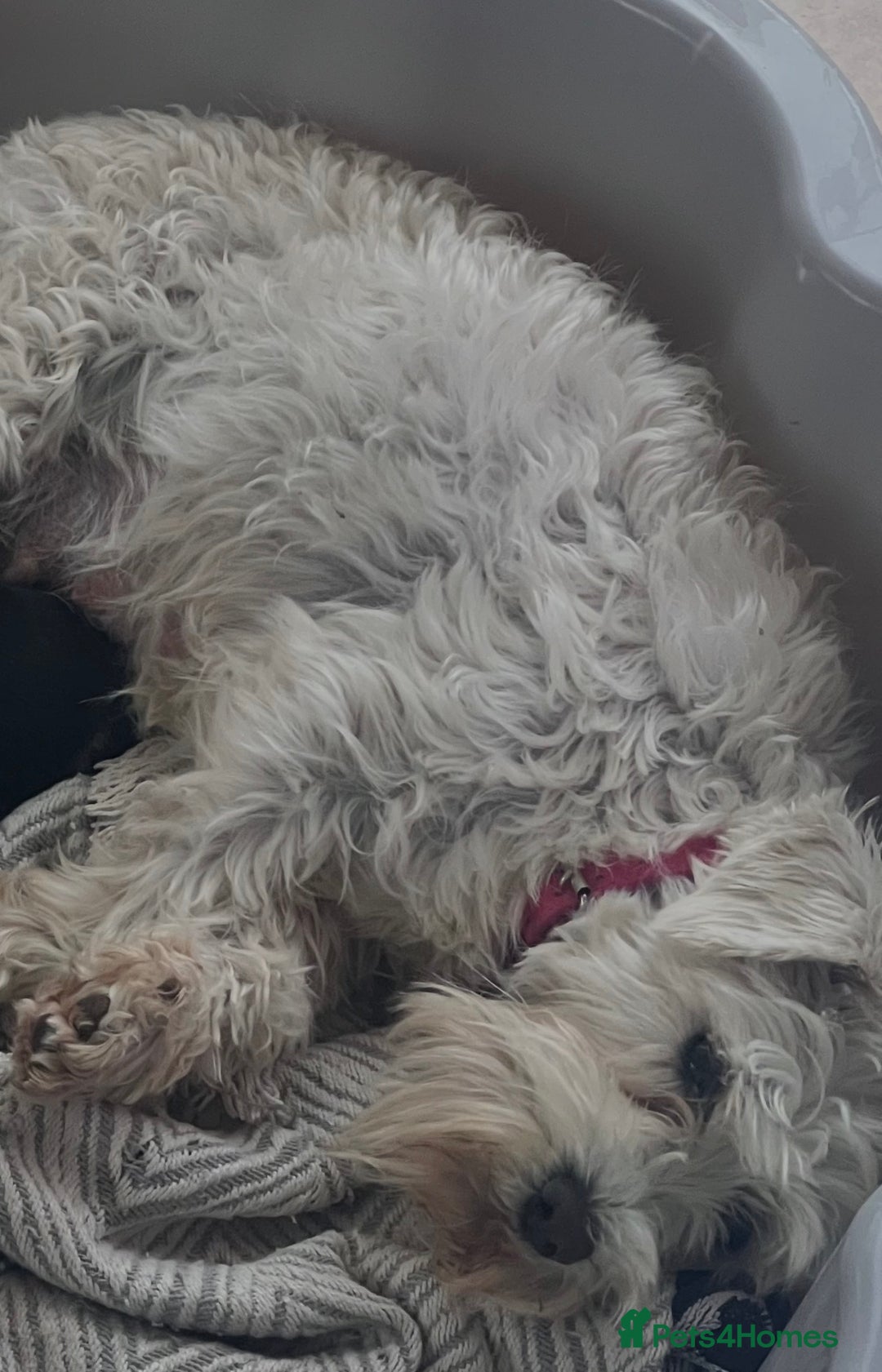 Miniature Schnauzer dogs for sale: 🤎🖤🩶Stunning Miniature Schnauzer Pups🩶🖤🤎 - Advert 15