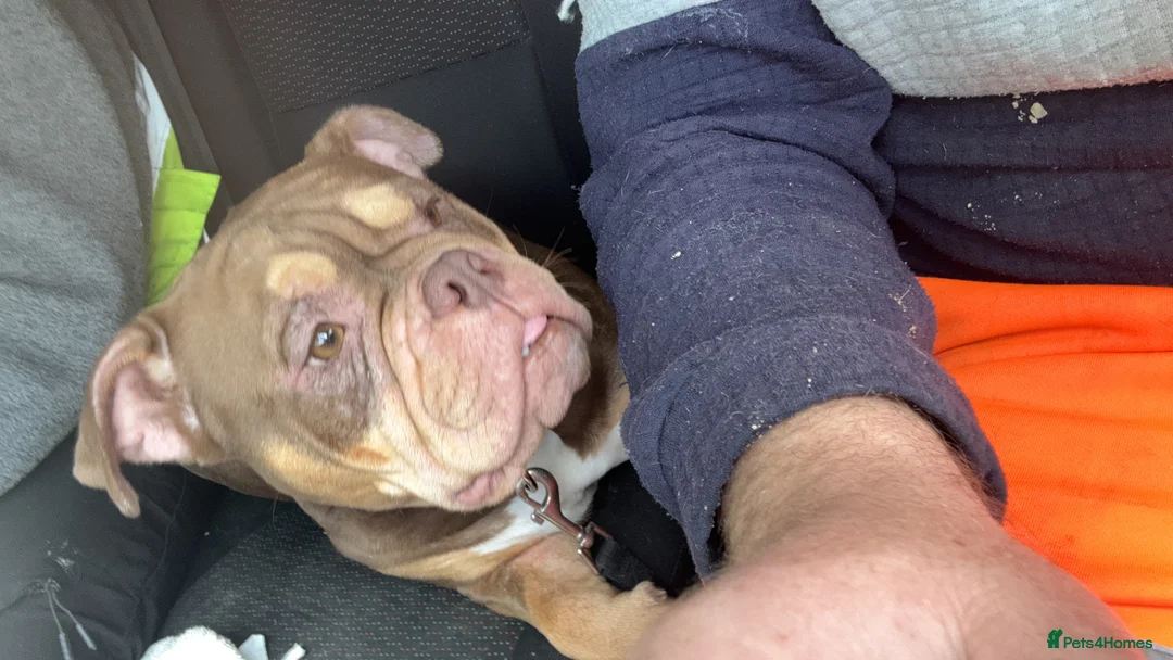English Bulldog dogs for sale: Bulldog  in Rochdale - Advert 2