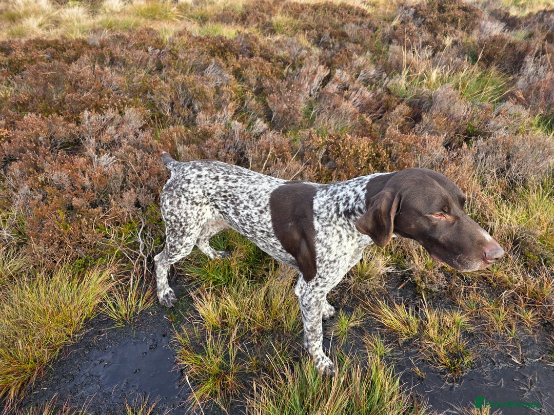 Mixed Breed dogs for sale: German pointer  - Advert 5