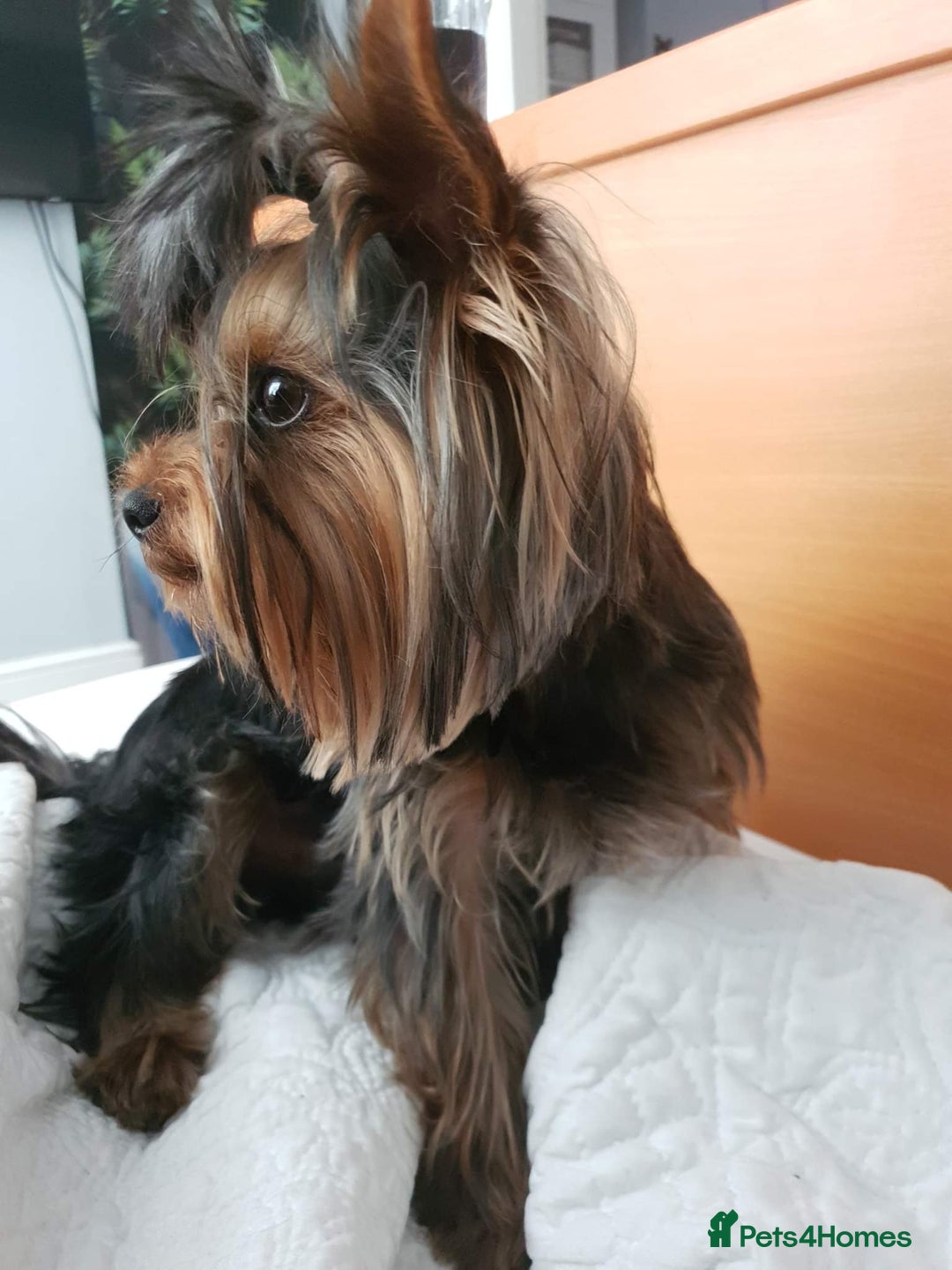 Yorkshire Terrier dogs for stud: KCReg Assured Breeder/Benjamin looking for a date in Southampton - Advert 10